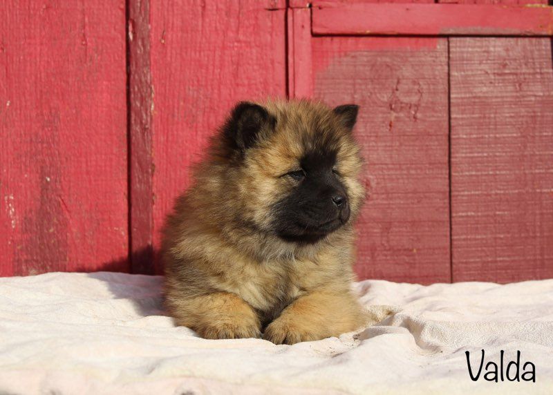 Damien Billiet - Chiot disponible  - Eurasier