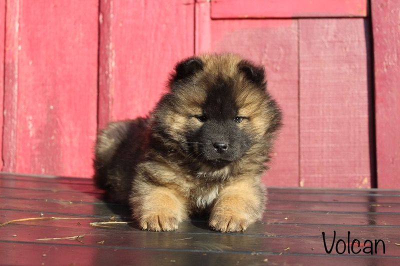 Damien Billiet - Chiot disponible  - Eurasier