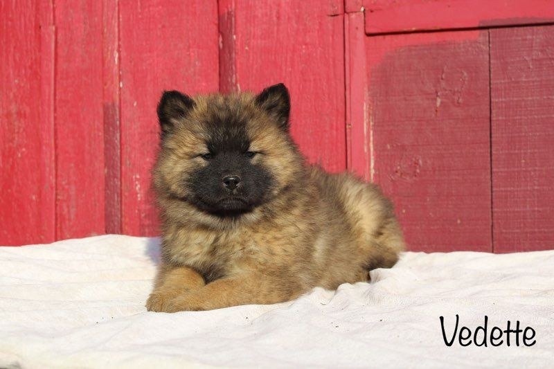 Damien Billiet - Chiot disponible  - Eurasier