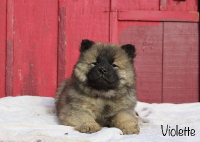 Damien Billiet - Eurasier - Portée née le 18/11/2024