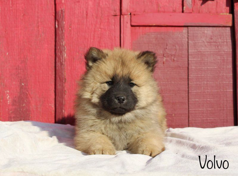 Damien Billiet - Chiot disponible  - Eurasier