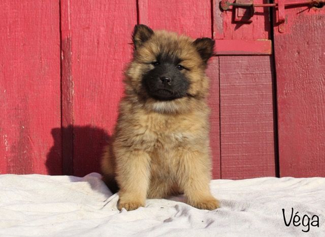 Damien Billiet - Chiot disponible  - Eurasier