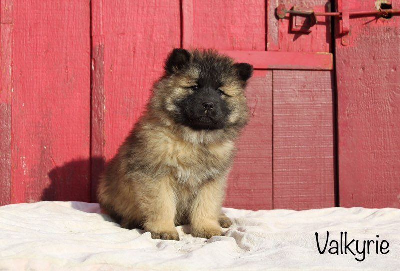 Damien Billiet - Chiot disponible  - Eurasier