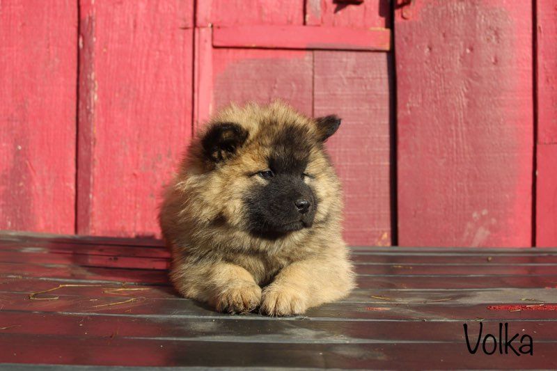 Damien Billiet - Chiot disponible  - Eurasier