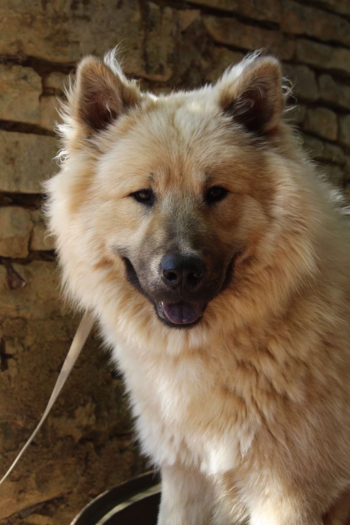 Ulio Des Loups Du Midour