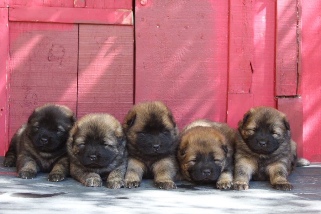 Quelques chiots nés chez nous