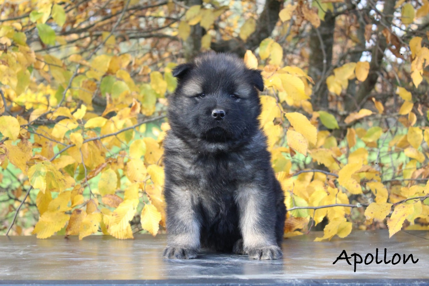 Damien Billiet - Chiots disponibles - Eurasier