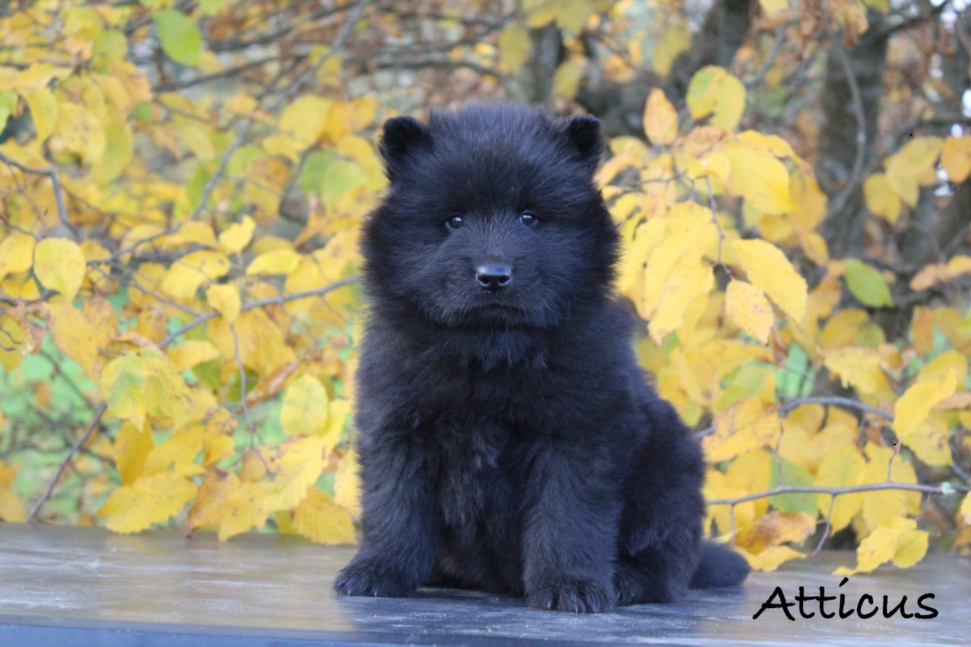 Damien Billiet - Chiots disponibles - Eurasier