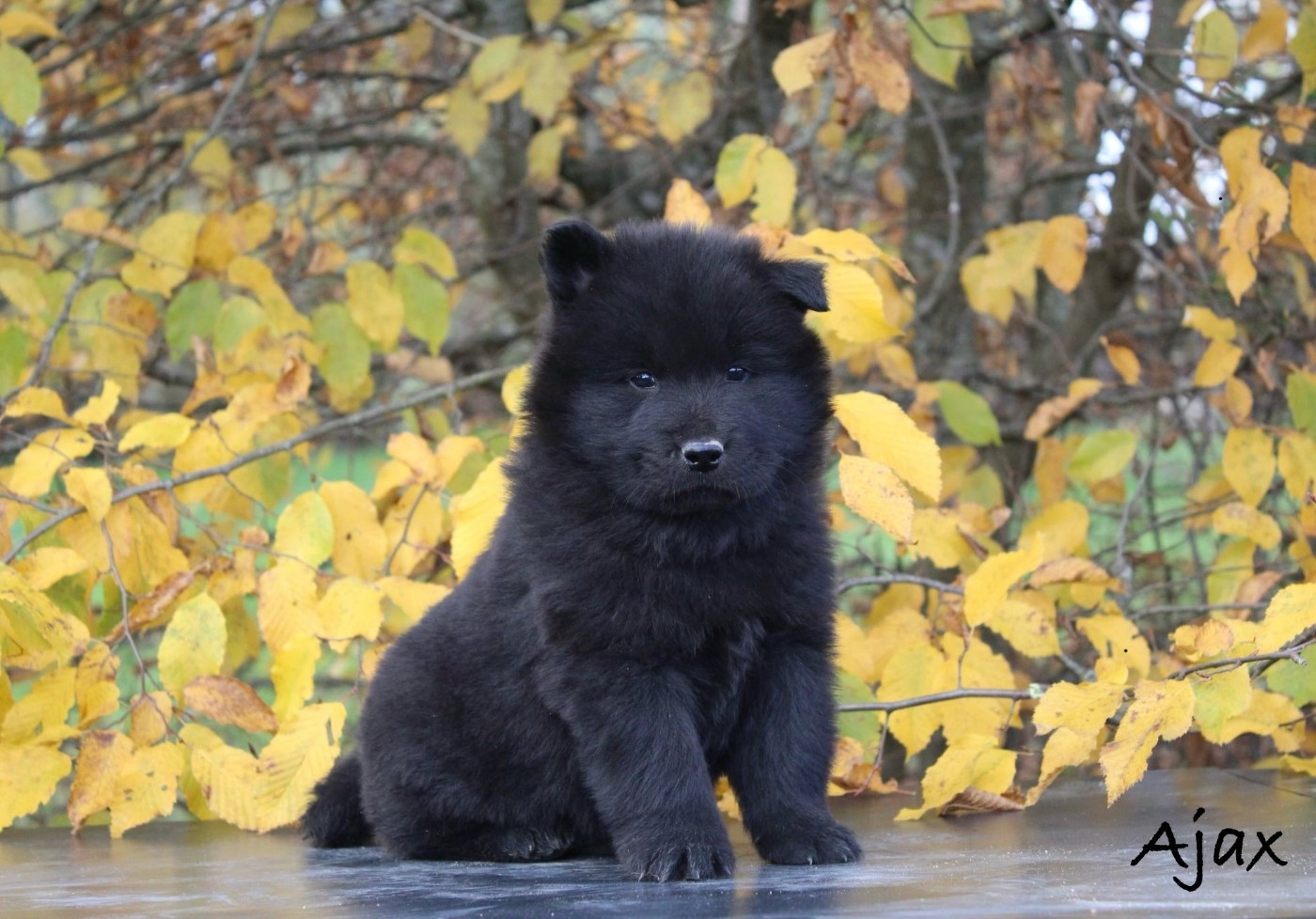 Damien Billiet - Chiots disponibles - Eurasier
