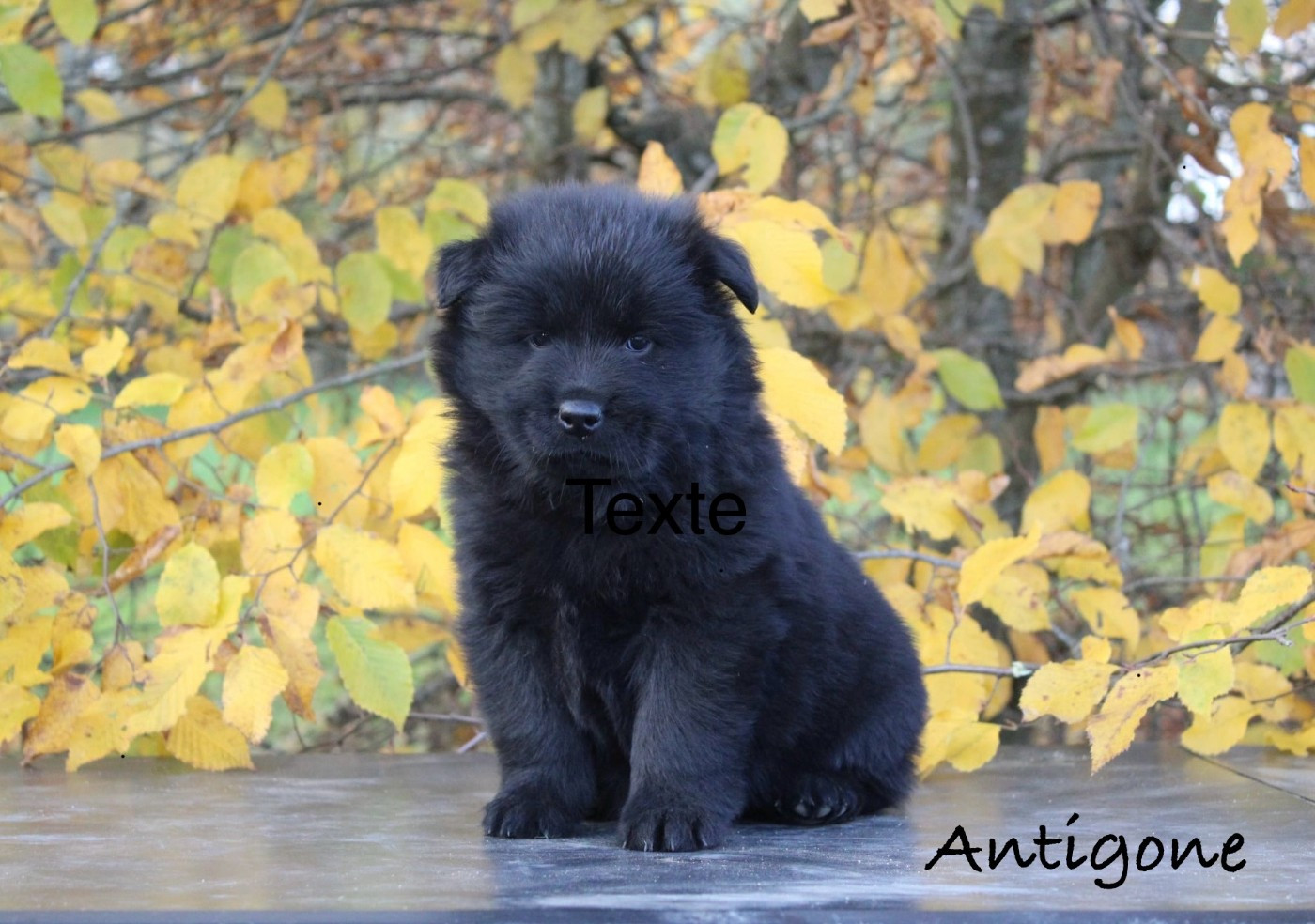 Damien Billiet - Chiots disponibles - Eurasier
