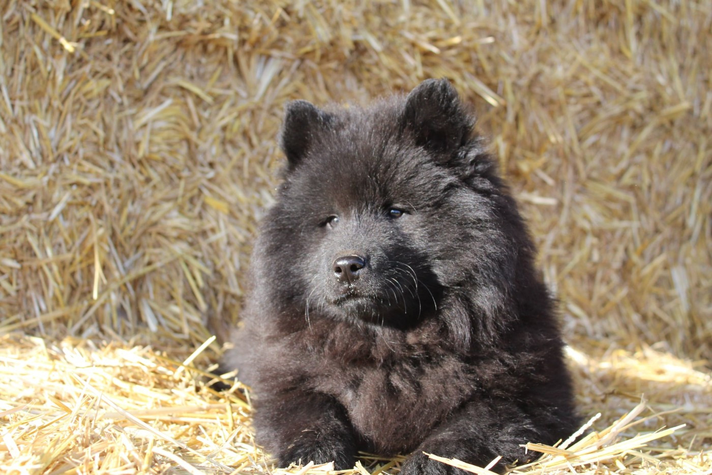 Damien Billiet - Chiots disponibles - Eurasier