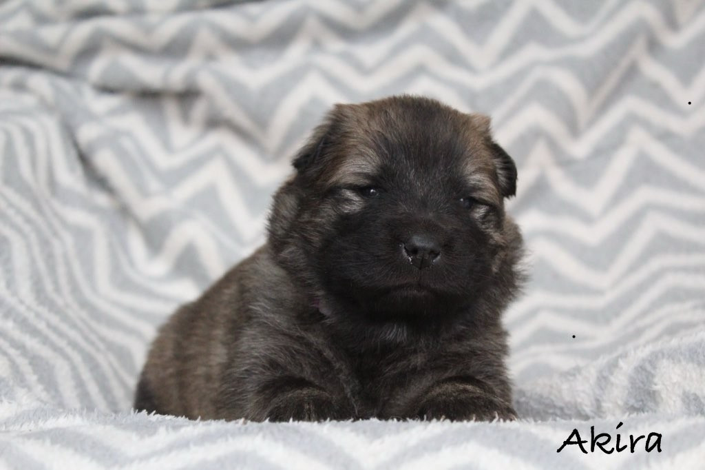 Damien Billiet - Chiots disponibles - Eurasier