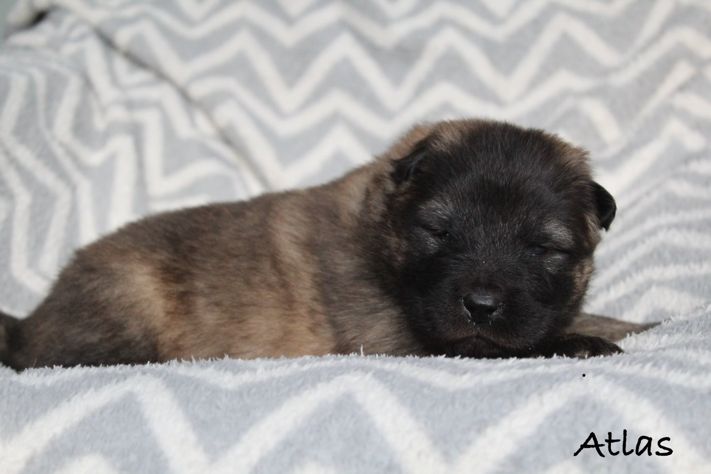 Damien Billiet - Chiots disponibles - Eurasier
