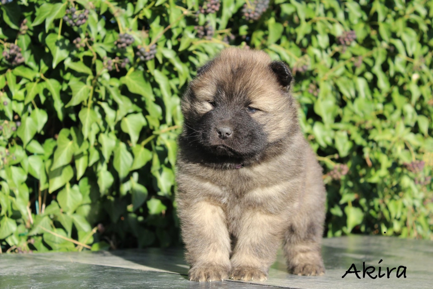 Damien Billiet - Chiots disponibles - Eurasier