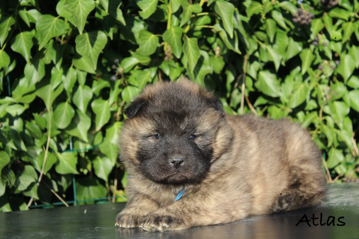 Damien Billiet - Chiots disponibles - Eurasier