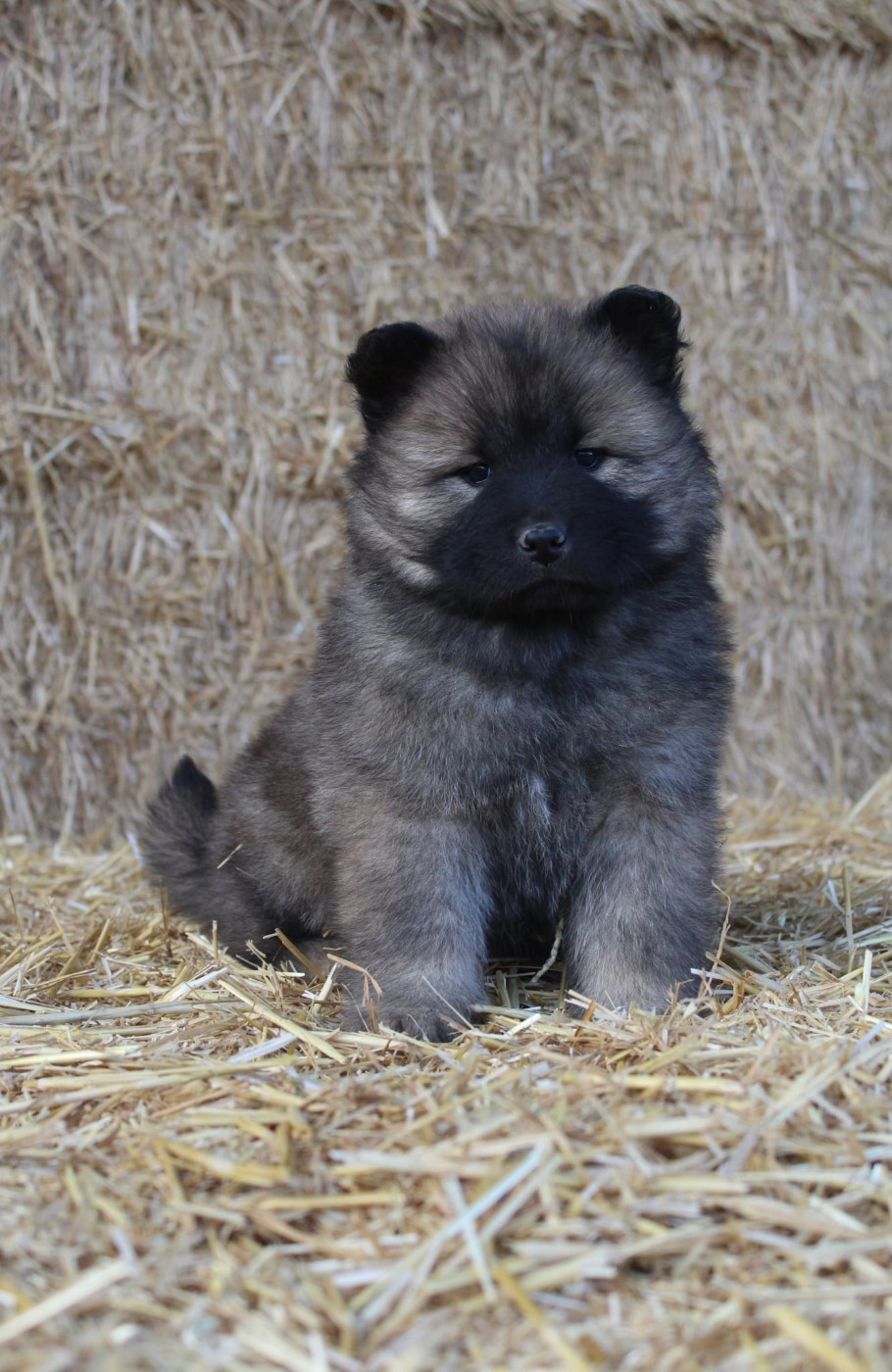 Damien Billiet - Chiots disponibles - Eurasier