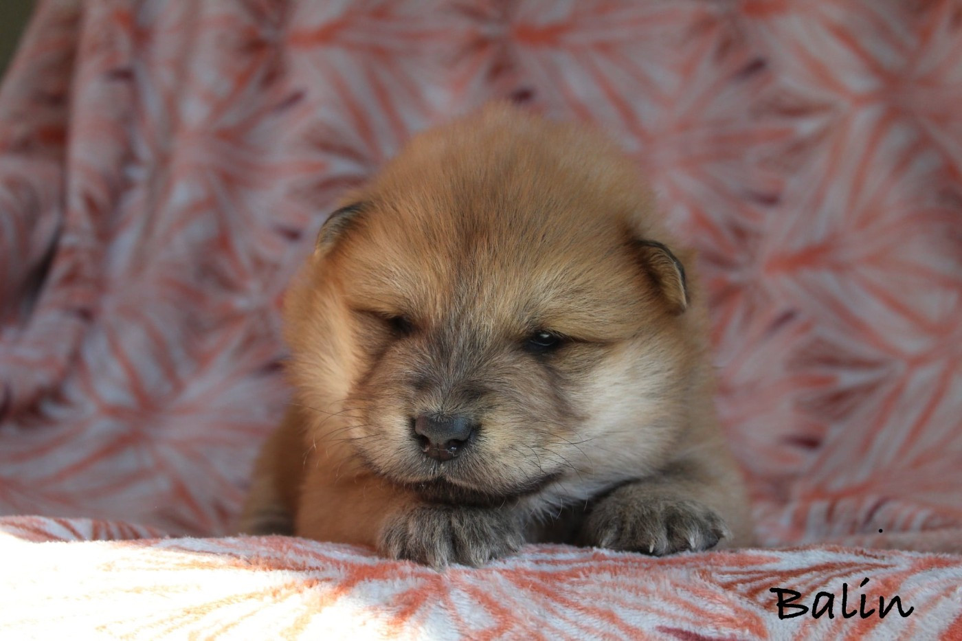Damien Billiet - Chiots disponibles - Eurasier