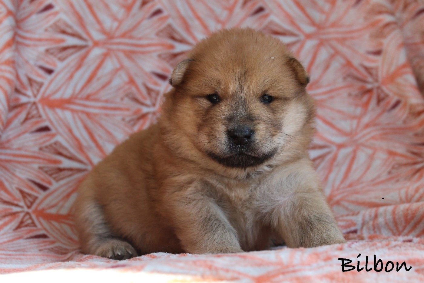 Damien Billiet - Chiots disponibles - Eurasier
