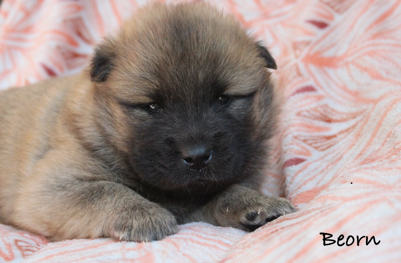 Damien Billiet - Chiots disponibles - Eurasier