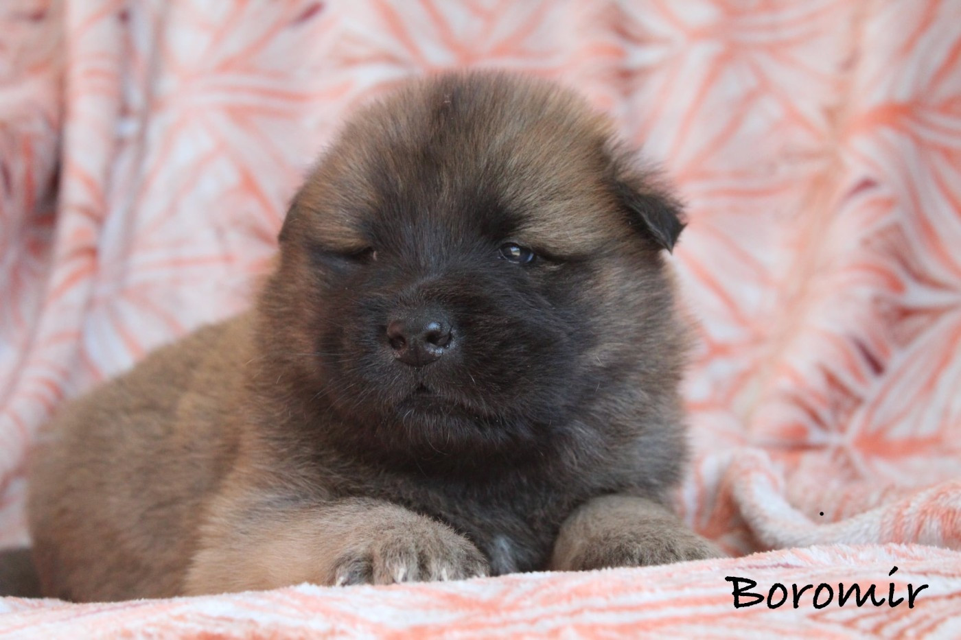 Damien Billiet - Chiots disponibles - Eurasier