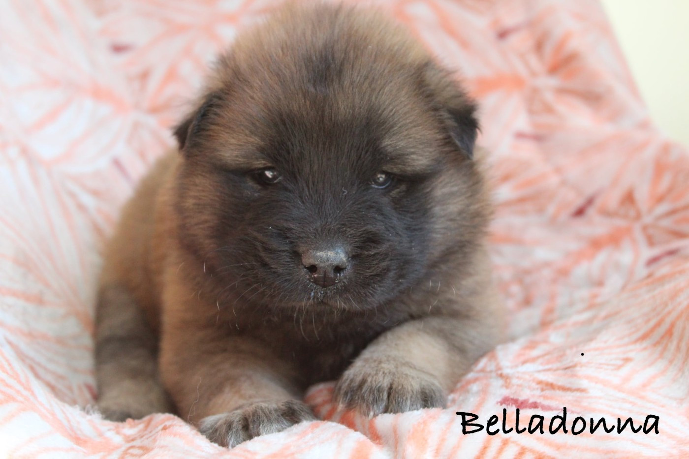 Damien Billiet - Chiots disponibles - Eurasier
