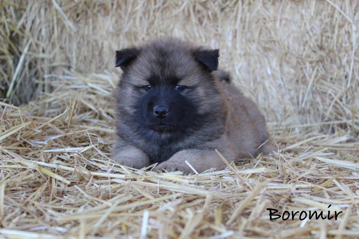 Damien Billiet - Chiots disponibles - Eurasier
