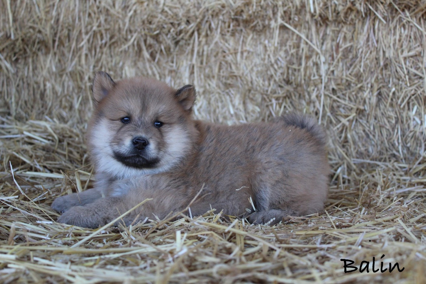 Damien Billiet - Chiots disponibles - Eurasier