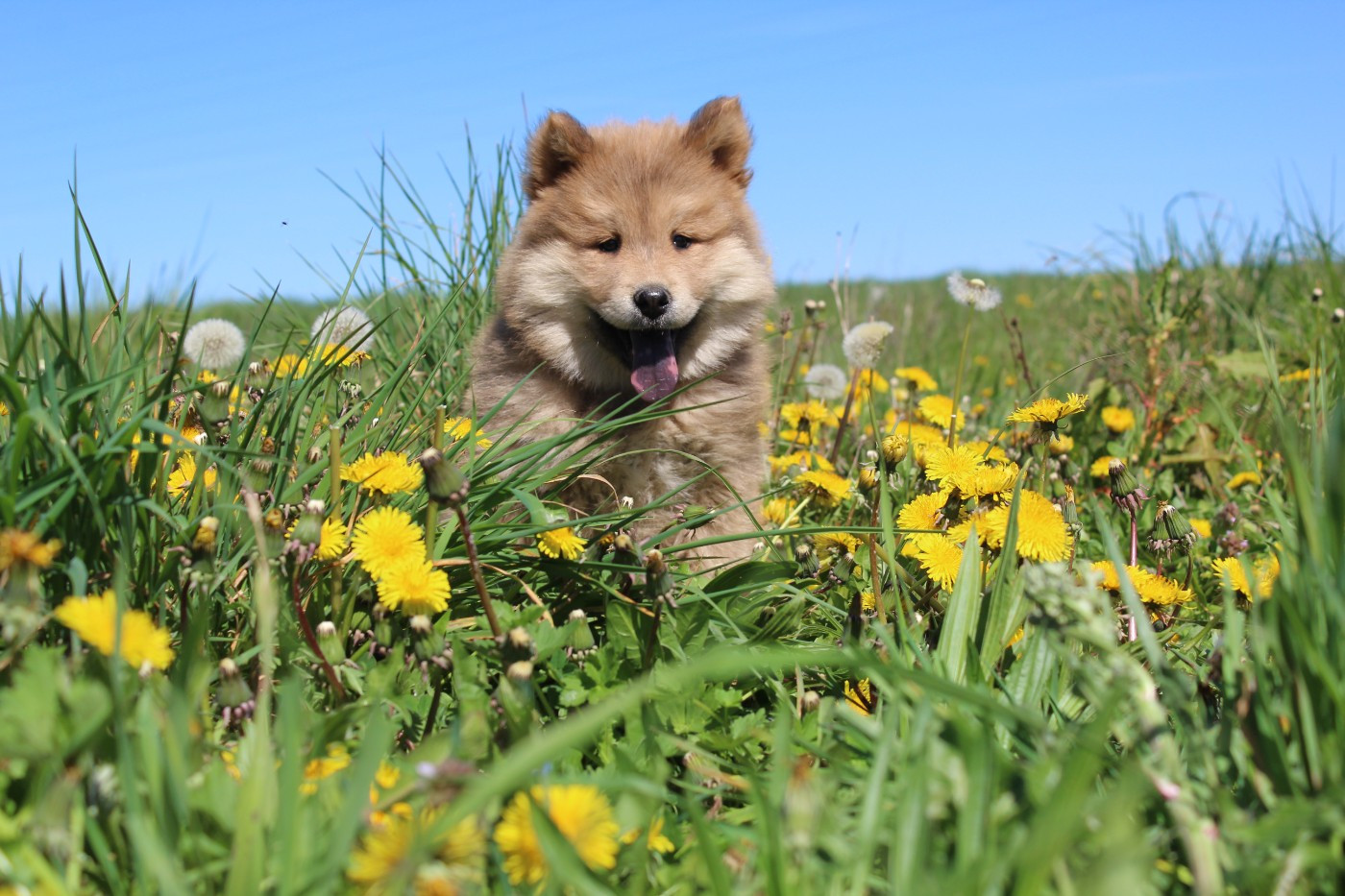 Damien Billiet - Eurasier - Portée née le 04/02/2026