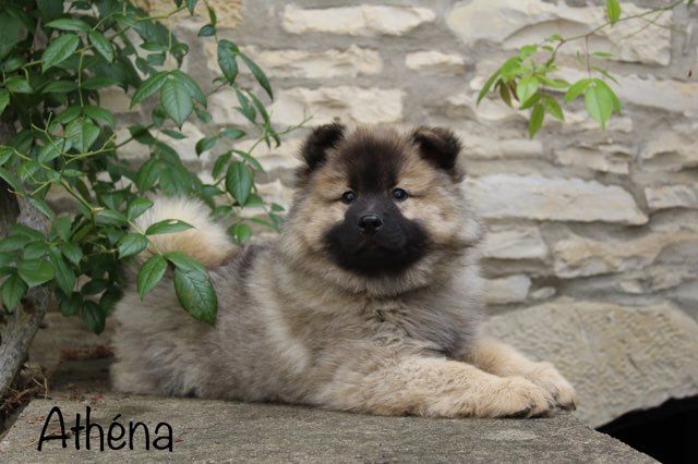 Damien Billiet - Chiots disponibles - Eurasier