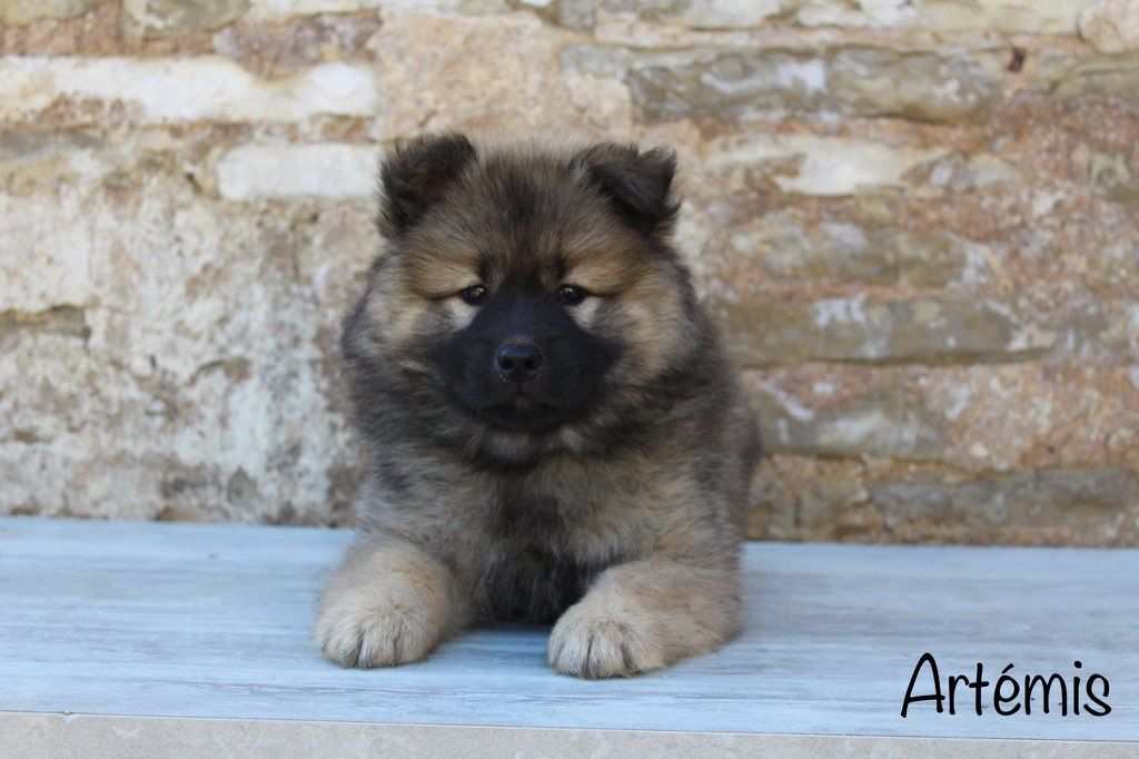Damien Billiet - Chiots disponibles - Eurasier