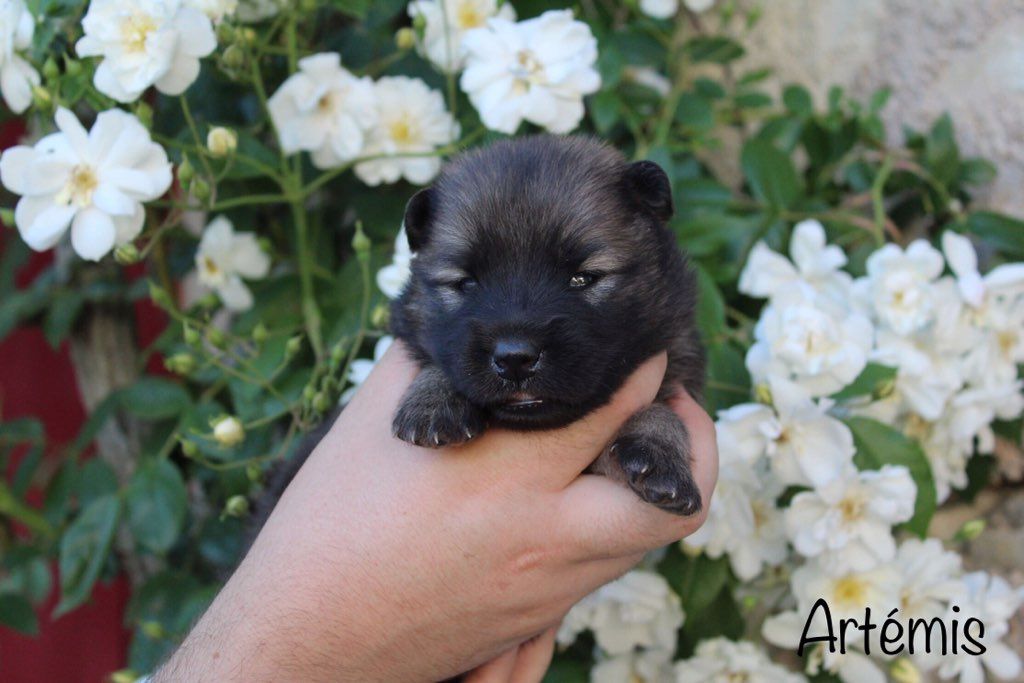 Damien Billiet - Chiots disponibles - Eurasier
