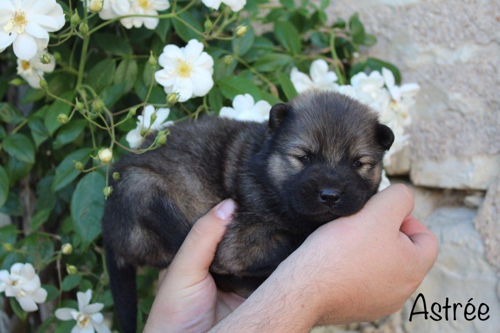 Damien Billiet - Chiots disponibles - Eurasier