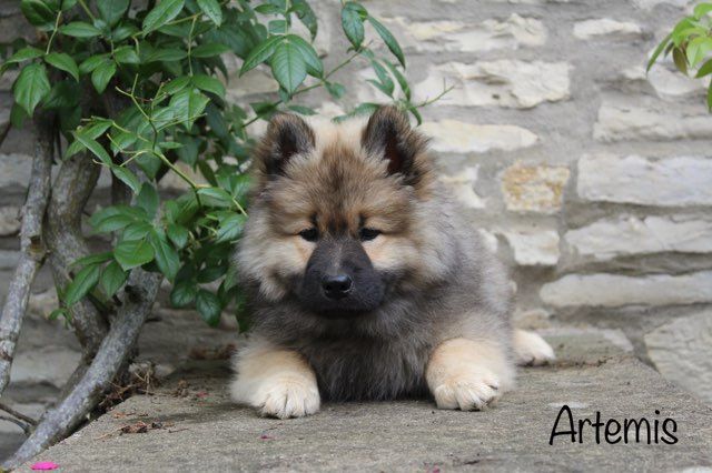 Damien Billiet - Chiots disponibles - Eurasier