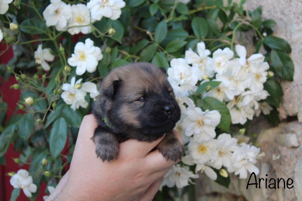 Damien Billiet - Chiots disponibles - Eurasier