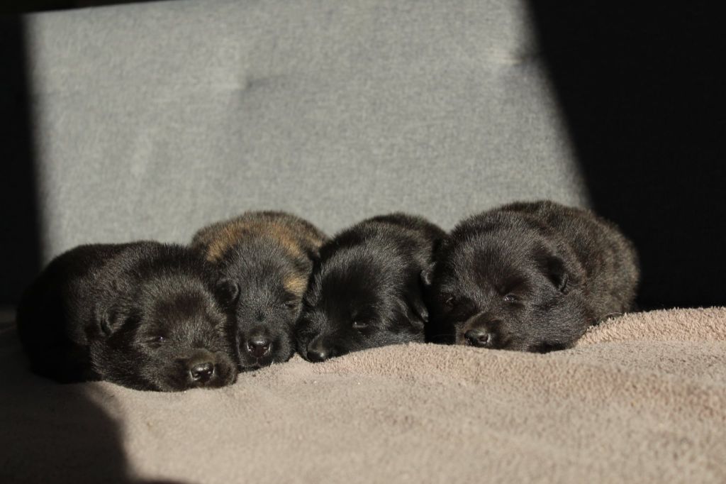 Damien Billiet - Eurasier - Portée née le 23/09/2025