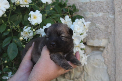 CHIOT 1