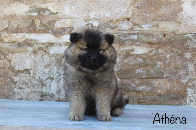 Damien Billiet - Chiots disponibles - Eurasier