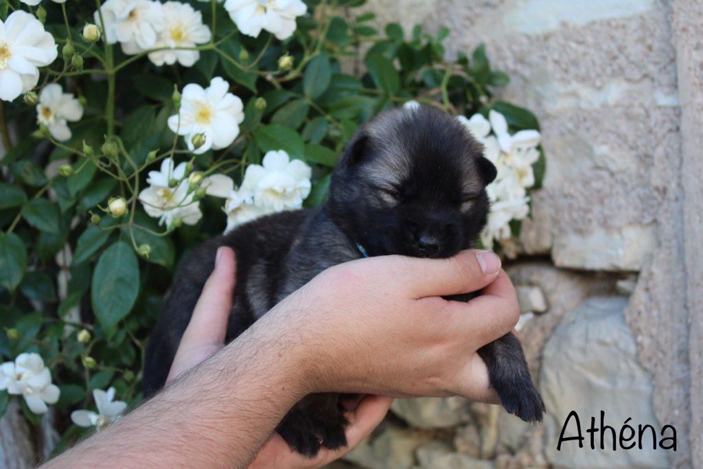 Damien Billiet - Chiots disponibles - Eurasier